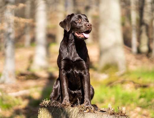 Hundetreffen-Hundebegegnungen trainieren-Bild