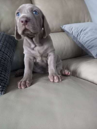 Fotochallange Nr. 57     PORTRÄT.   Beendet!!!!!!!!-Beitrag-Bild