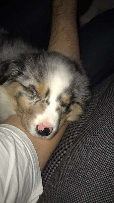 Als Welpen sind sie alle noch süßer-Beitrag-Bild