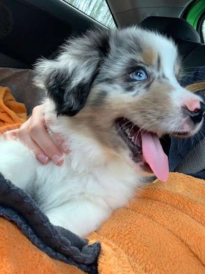 Als Welpen sind sie alle noch süßer-Beitrag-Bild