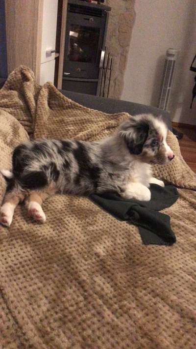 Als Welpen sind sie alle noch süßer-Beitrag-Bild