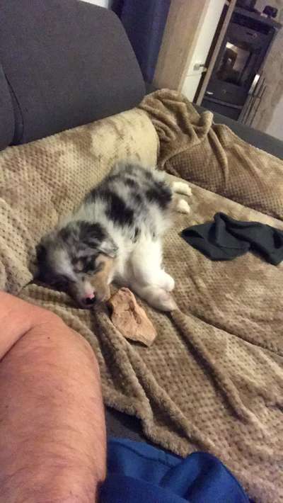 Als Welpen sind sie alle noch süßer-Beitrag-Bild