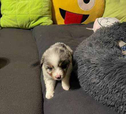 Als Welpen sind sie alle noch süßer-Beitrag-Bild