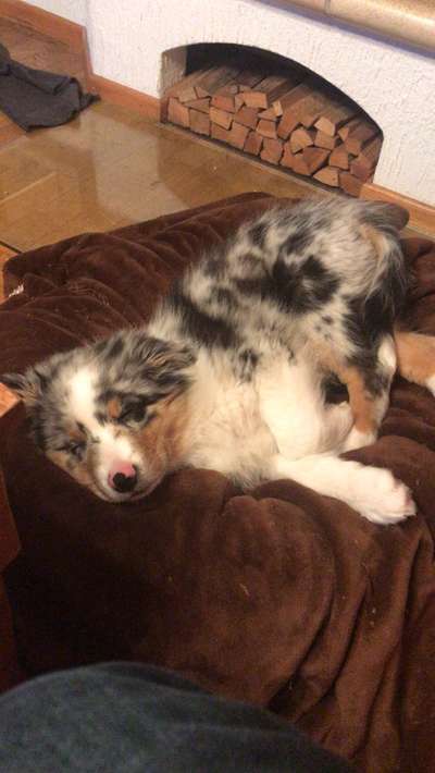 Als Welpen sind sie alle noch süßer-Beitrag-Bild