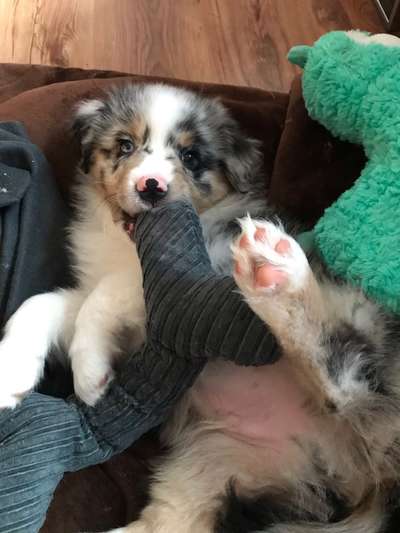 Als Welpen sind sie alle noch süßer-Beitrag-Bild