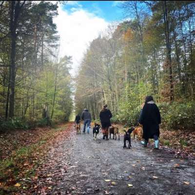 Hundetreffen-Social Walk oder Gassirunde-Bild