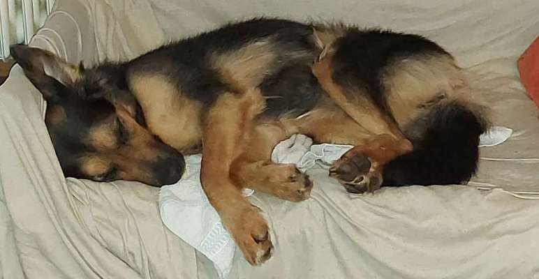 Darf der Hund bei Euch im Bett schlafen?-Beitrag-Bild