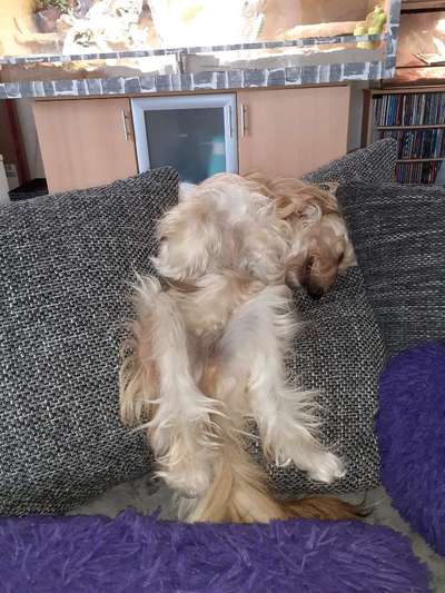 Zeige das lustigste Bild eures Hundis-Beitrag-Bild