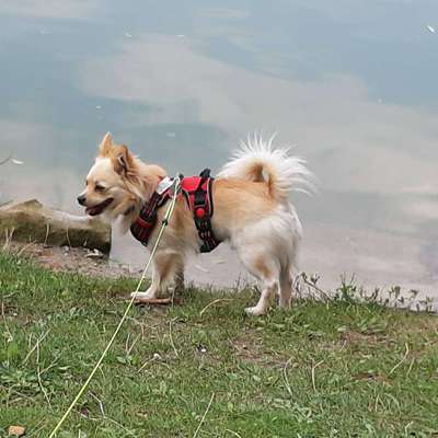 Hundeauslaufgebiet-Obersee-Bild