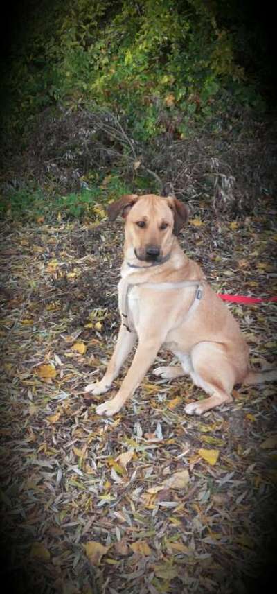 Welche Rasse?-Beitrag-Bild