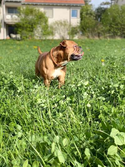 Tongue Out Tuesday-Beitrag-Bild