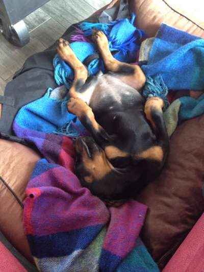 Welpen Bilder !-Beitrag-Bild