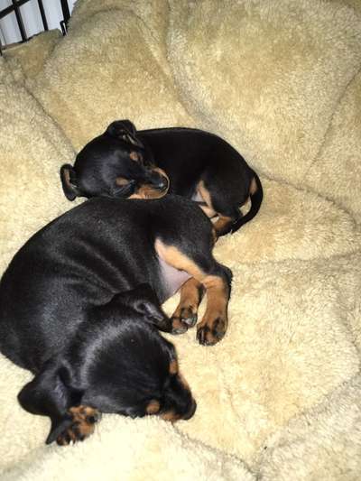 Welpen Bilder !-Beitrag-Bild