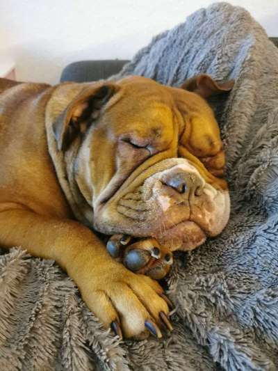 Olde English Bulldogge-Beitrag-Bild