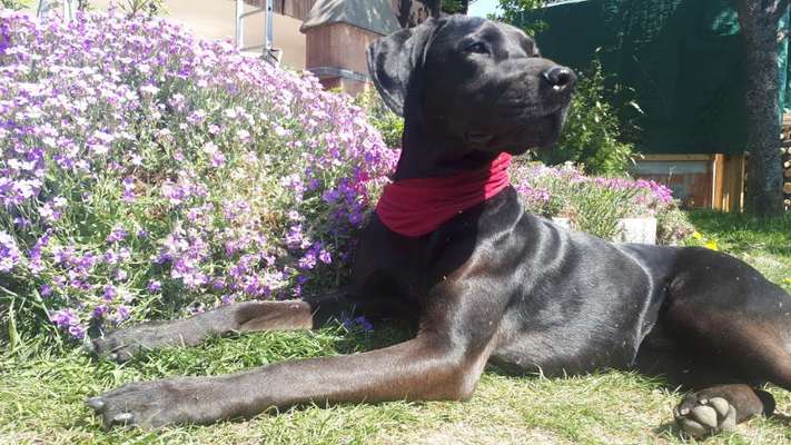 Mischlinge raten - Rätselspaß-Beitrag-Bild