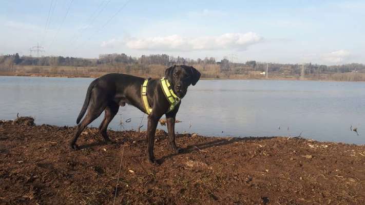 Mischlinge raten - Rätselspaß-Beitrag-Bild