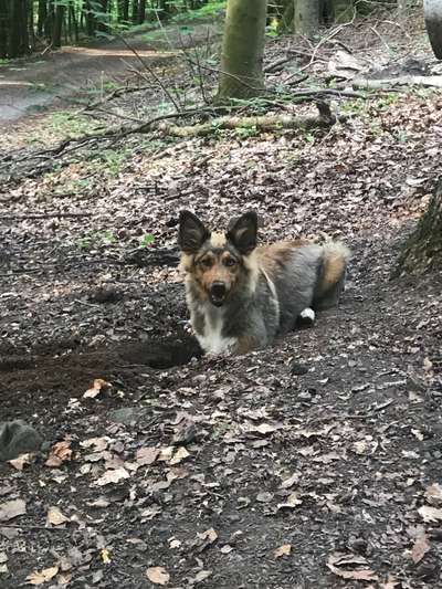 Hundetreffen-Spiel und Spaziergang in Essen und Umgebung-Bild