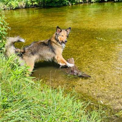 Hundetreffen-Soziale Kontakte-Bild