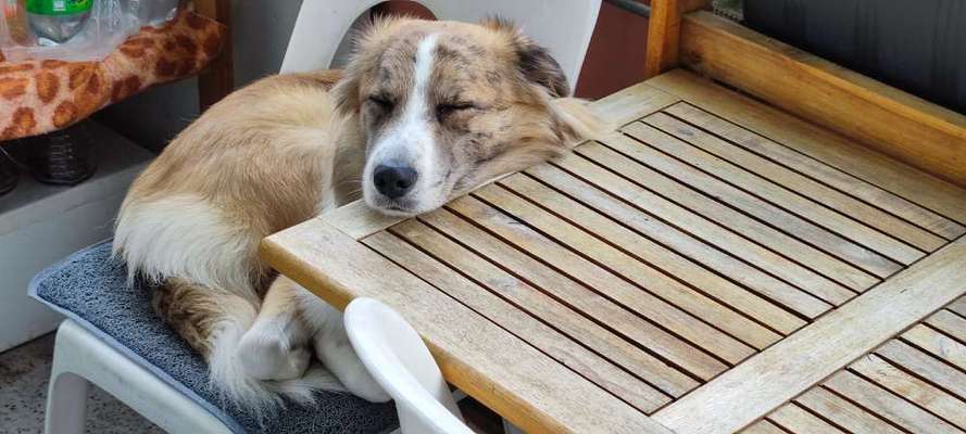 Mischlingshunde Foto Aufruf-Beitrag-Bild