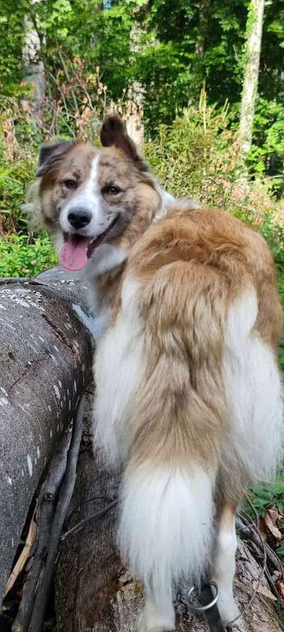 Mischlingshunde Foto Aufruf-Beitrag-Bild