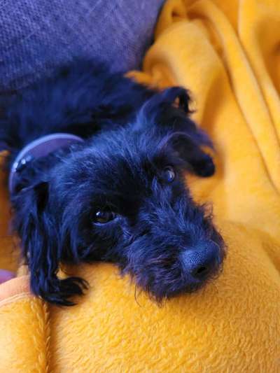 Hundetreffen-Besitzer von Bengi aus dem Tierheim-Sülfeld 2018-Bild