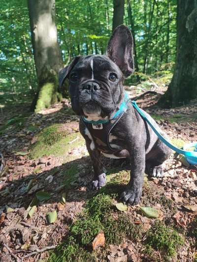 Hundetreffen-Französischer Bulldoggenjunge sucht kumpels zum spazieren gehen und spielen-Bild