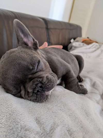 Zeigt her eure Frenchi-Beitrag-Bild