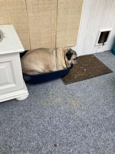 Zeigt eure verrücktesten Hundebilder-Beitrag-Bild