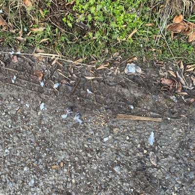 Giftköder-Vogelkorn mit Gift!-Bild