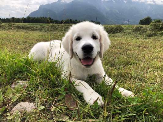 Wo sind die Golden Retriever Liebhaber?-Beitrag-Bild