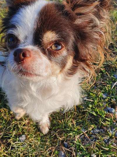 Sih Tschu-Beitrag-Bild