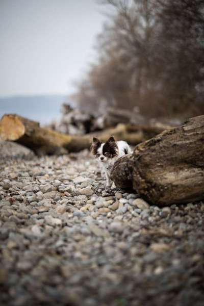 Foto's und Hundemodels-Beitrag-Bild