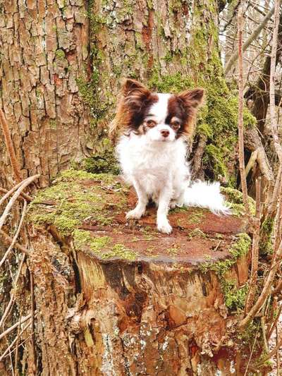 Foto's und Hundemodels-Beitrag-Bild