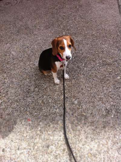 Welpen Bilder !-Beitrag-Bild