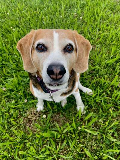 Beagle ohne Leine?-Beitrag-Bild
