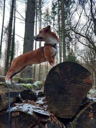 Hunderunde-Beitrag-Bild
