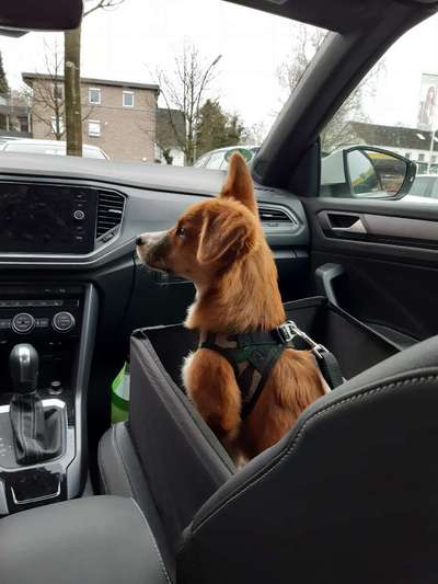 FOTOCHALLENGE 70 - Dein Hund im Auto-Beitrag-Bild