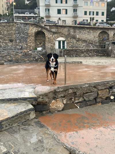 Berner Sennen-Beitrag-Bild