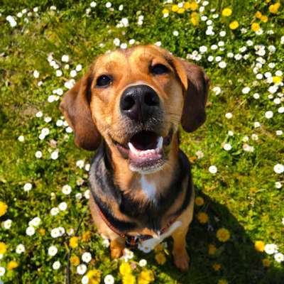 Die Dogorama Monats Challenge "Es grünt und blüht"-Beitrag-Bild