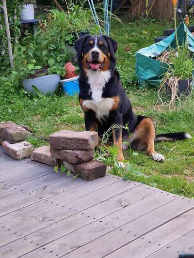 Berner Sennen-Beitrag-Bild