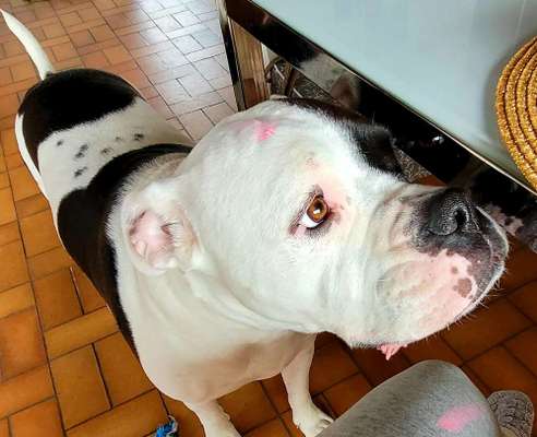 Wo sind meine AMERICAN BULLDOGS?-Beitrag-Bild