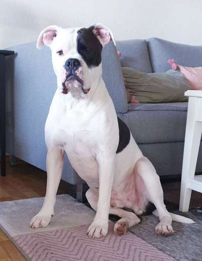 Wo sind meine AMERICAN BULLDOGS?-Beitrag-Bild