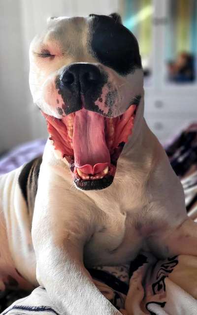 Wo sind meine AMERICAN BULLDOGS?-Beitrag-Bild