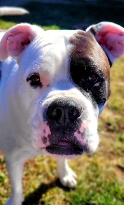 Wie heißt dein Hund?-Beitrag-Bild