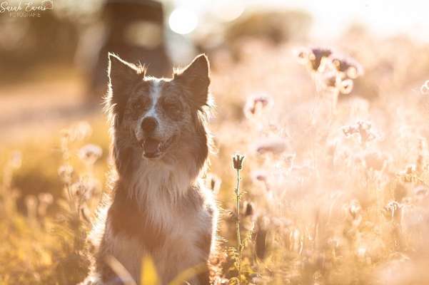 Hundetreffen-Fotoshooting - Freie Termine im Februar-Bild