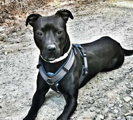 Zeigt mal die schönsten Bilder von euren Hunden !-Beitrag-Bild