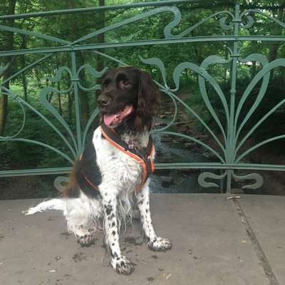 Hundetreffen-Gemeinsames Gassigehen-Bild