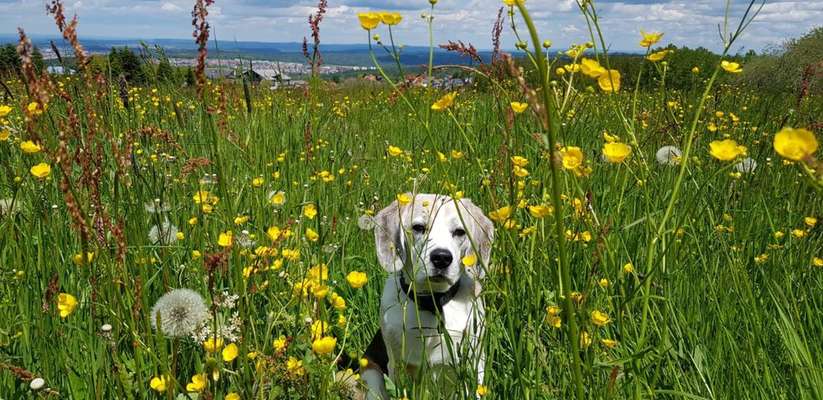 Die Dogorama Kalender Challenge Teil 3/4-Beitrag-Bild