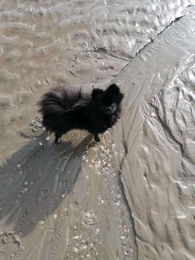 Spitz--Zwergspitz--kleinspitz---mittelspitz----Großspitz--Wolfsspitz-Beitrag-Bild