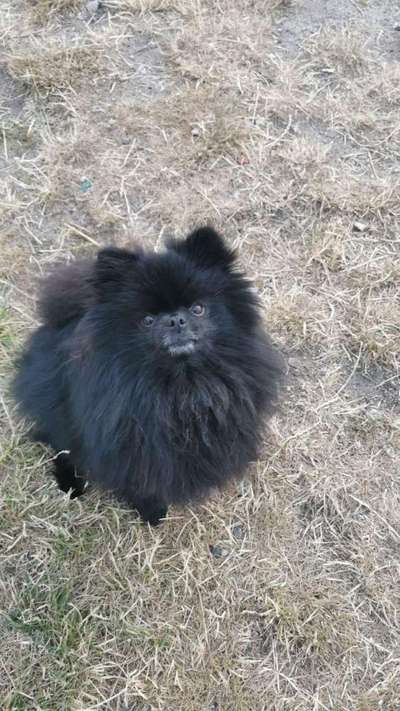 Spitz--Zwergspitz--kleinspitz---mittelspitz----Großspitz--Wolfsspitz-Beitrag-Bild